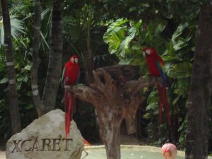 Entrada en el Parque de Xcaret con dos loros multicolor